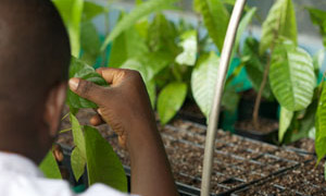 Nestlé agronomist working with cocoa plantlets