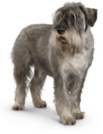 Senior schnauzer