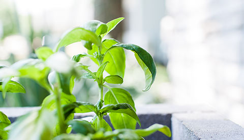 Culinary Creating Shared Value