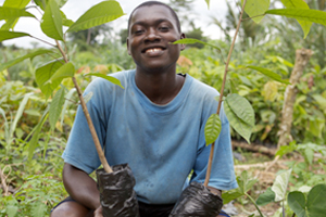 Farmer in Côte d'Ivoire with cocoa plants