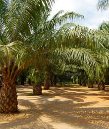 Palm trees