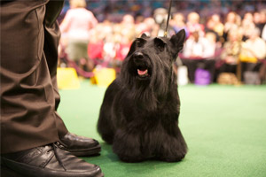 Scottish Terrier Sadie who won the Best in Show title