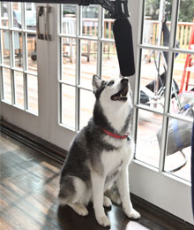 Mishka on the set of the Fortiflora TV commercial