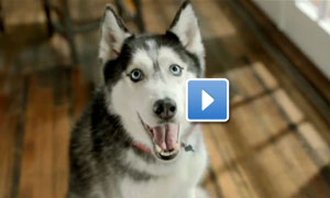 Opens in a new window: Nestlé Purina YouTube channel