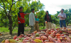 Cocoa farmers in Indonesia