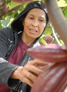 Cocoa farmer in Indonesia