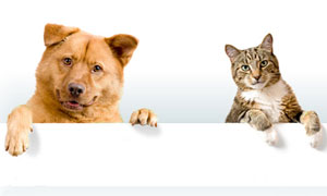Dog and cat