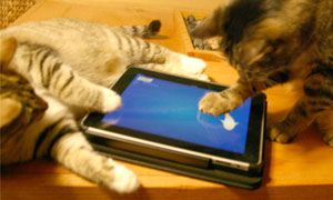 Cats playing Friskies' games on the iPad