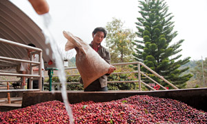 Washing coffee beans in the Yunnan Province, China
