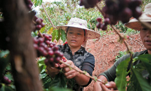 Coffee growers in China