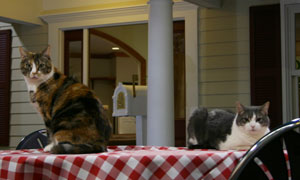 Rocki and Ava, the Purina Learning Center's live-in cats