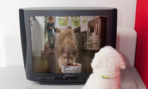 Nestlé Purina TV commercial for dogs