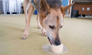 Frosty Paws ice cream