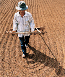 Vietnamese farmer