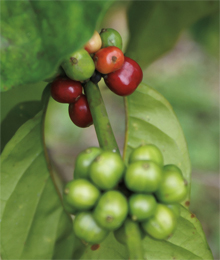 Coffee beans on a bush
