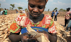 Maize farmer in Ghana