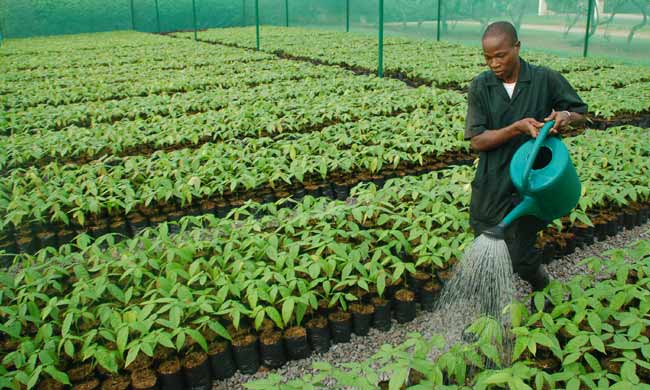 Better quality cocoa plants