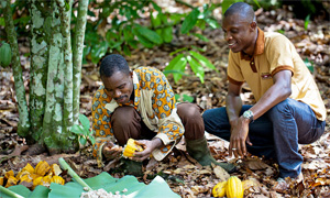Cocoa farmers