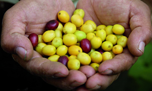 Coffee beans