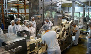 Noodles being made on the pilot plant