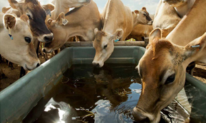 cows drinking water