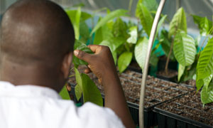 Nestlé agronomist