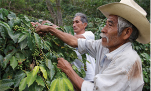 Farmers picking coffee in Columbia