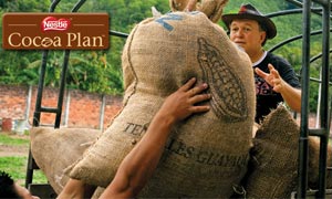 Good-quality sustainable Nestlé Cocoa Plan crop