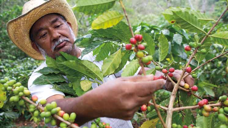 Improving the lives of coffee farmers <br>