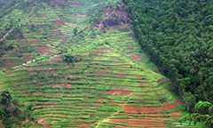 deforestation