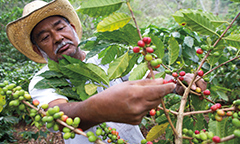 coffe farmer