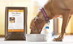 dog eating