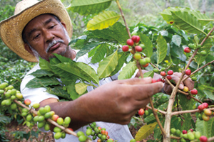 Coffee Farmer in Mexico