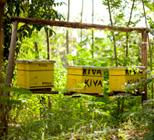Honey Care Africa