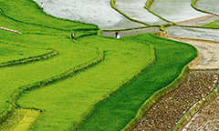 rice fields