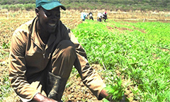 farmer planting chicory