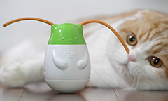 cat playing with edible string