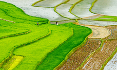 rice fields