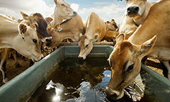cows drinking water