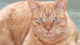 Size matters: How do you know if your pet is overweight?