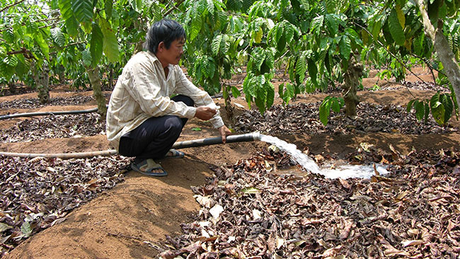 woman coffee field vietnam