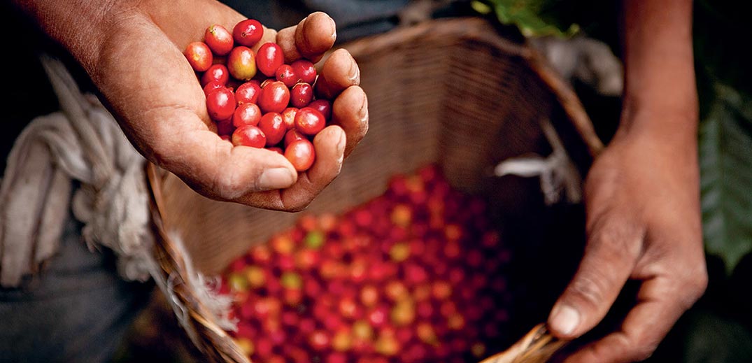 coffee farmer coffee farmer