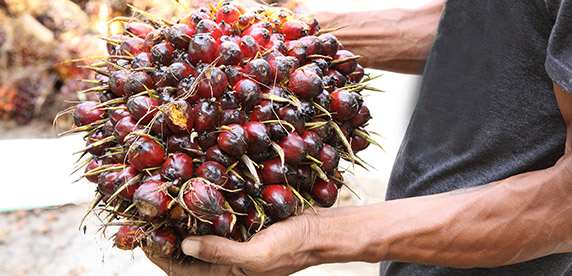 palm oil palm oil