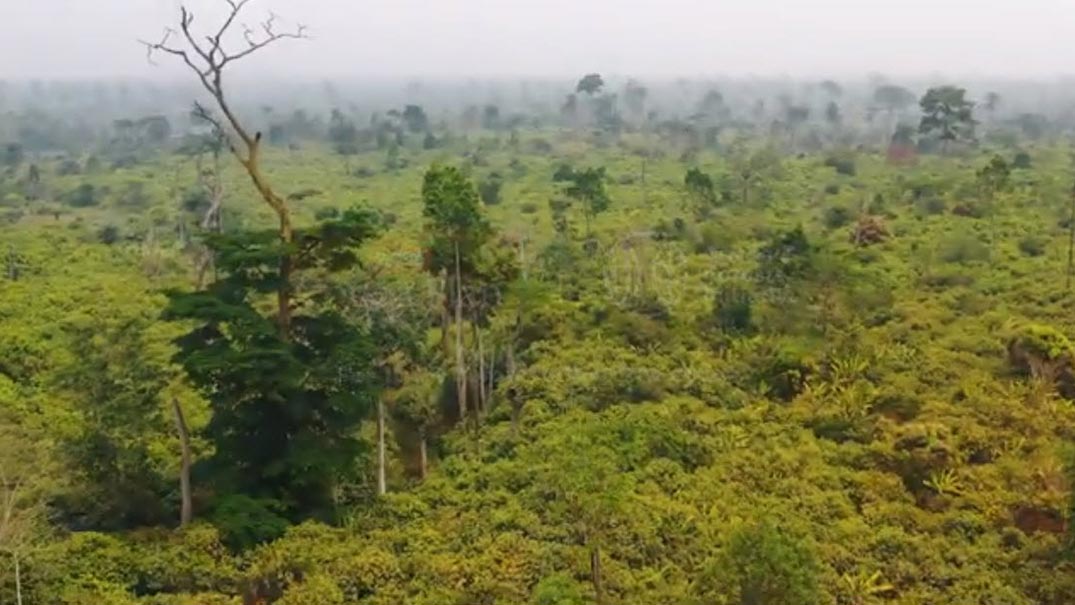 Nestlé and the Cocoa & Forests Initiative