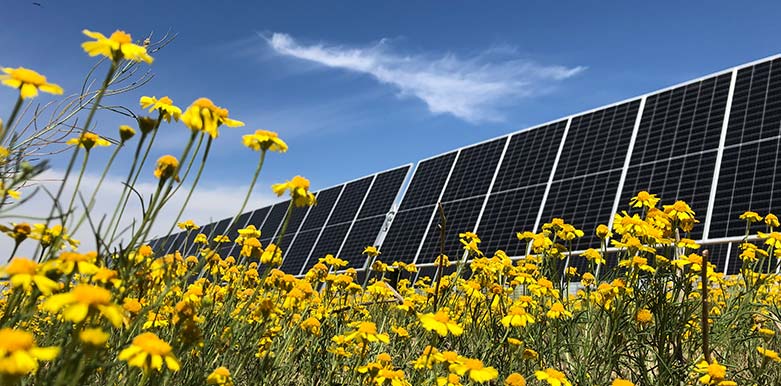 Solar panels on the field with yellow flowers