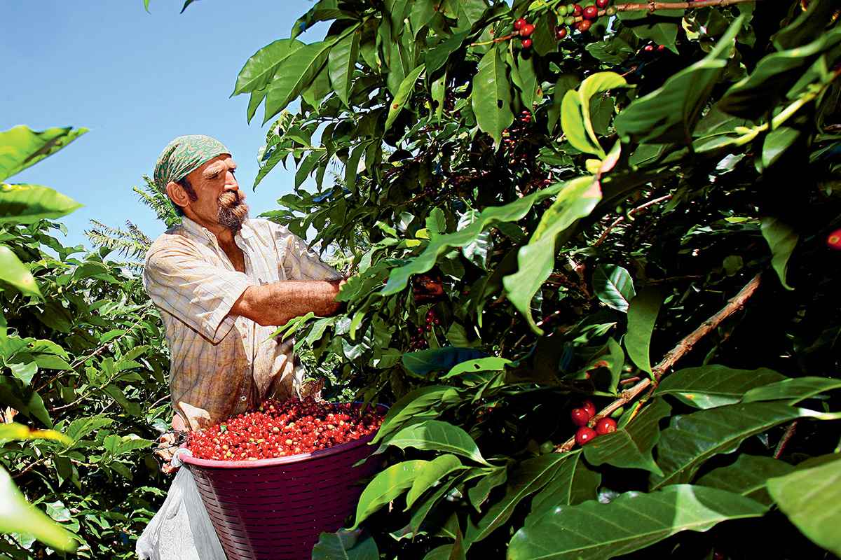 Coffee farmer