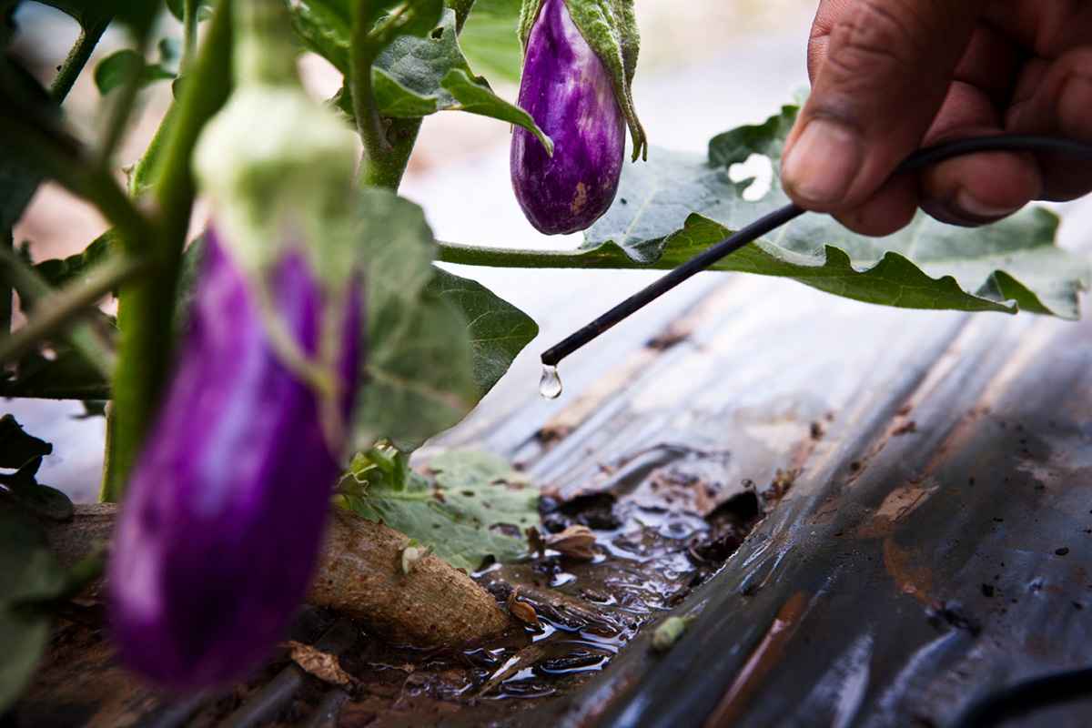 Field with eggplants