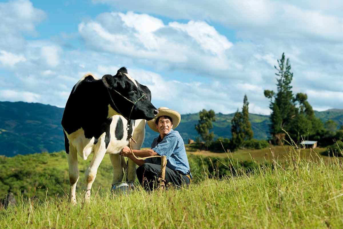 Farmer with cow