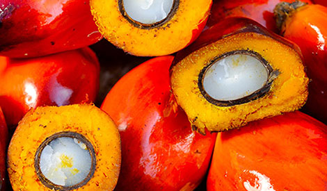 Oil palm fruits