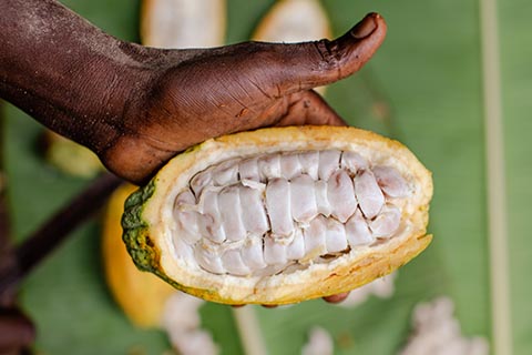 cocoa pod